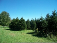 norway-spruce-15