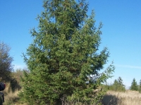 24ft-Norway-Spruce