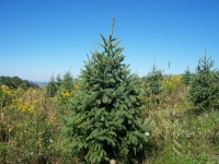 3ft-Norway-Spruce