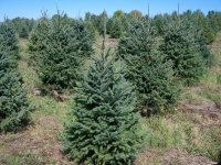 4-ft-Norway-Spruce