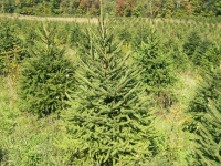 4ft-Norway-Spruce