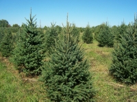 5ft-Norway-Spruce