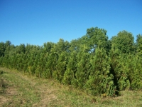arb_smithfarm