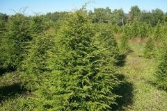 Conifers