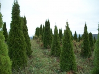 Emerald-Green-ARBROVITAE-02