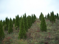 Emerald-Green-ARBROVITAE-01