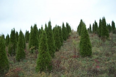 Pyramidal Arborvitae - Emerald Green