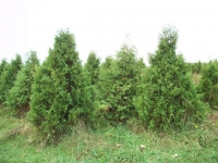 Pyramidal-Arborvitae-01