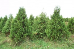 Pyramidal Arborvitae - Nigra
