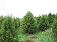 Pyramidal-Arborvitae-02