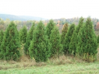 Pyramidal-Arborvitae-03