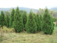 Pyramidal-Arborvitae-04