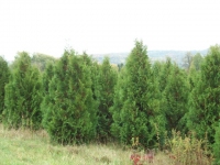 Pyramidal-Arborvitae-05