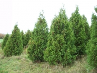 Pyramidal-Arborvitae-06