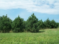 red-pine-01