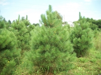 red-pine01