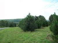 red-pine02