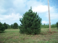 red-pine03