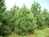 red-pine04