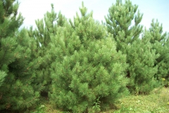Red Pine Trees - Pinus Resinosa