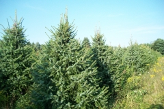 Serbian Spruce - Picea Omorika