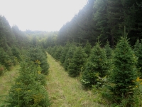 Black Hills Spruce