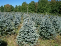 Colorado Blue Spruce