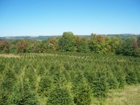 Norway Spruce