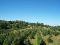 White Spruce