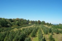 Spruce Trees