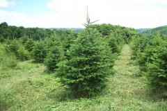 Turkish Fir Abies Bornmuelleriana