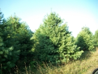 white-pine01