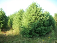 white-pine02