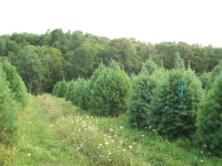 white-pine03