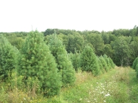 white-pine04