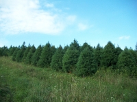 white-pine05