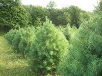 white-pine06