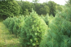 White Pine Trees - Pinus Strobus