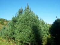 10ft-White-Pine