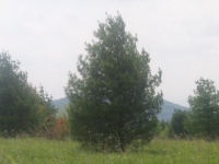 20ft-White-Pine