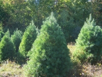 4ft-White-Pine