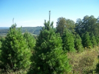 5ft-White-Pine