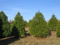 8ft-White-Pine