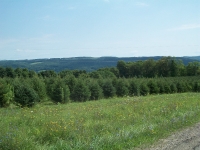 white-spruce-05