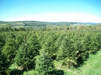 white-spruce-06