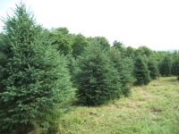white-spruce01