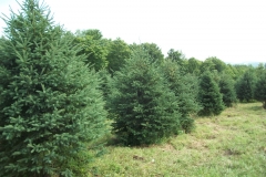 White Spruce - Picea Glauca