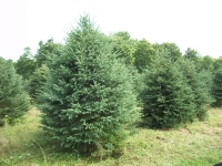 white-spruce02