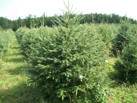 white-spruce03