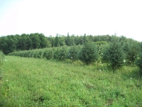 white-spruce04